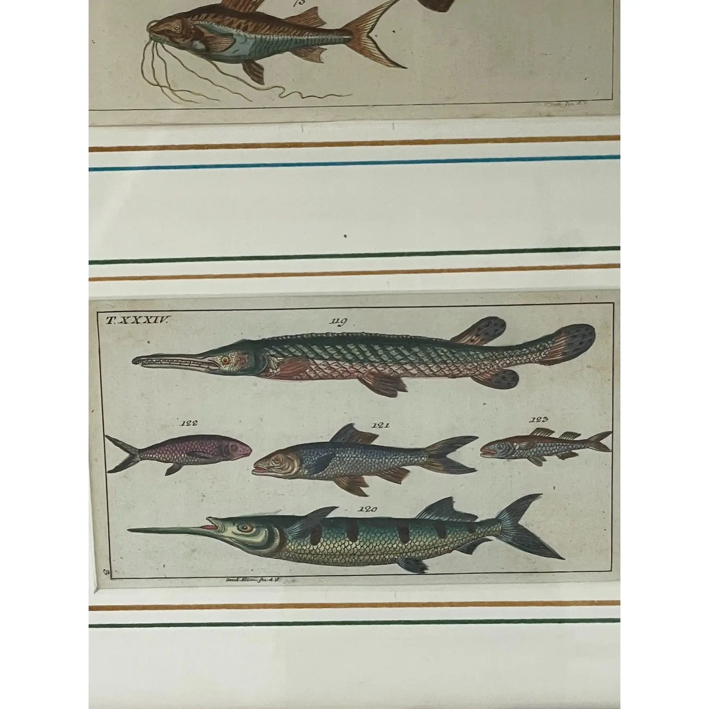 18th Century German Fish Hand-Colored Engravings