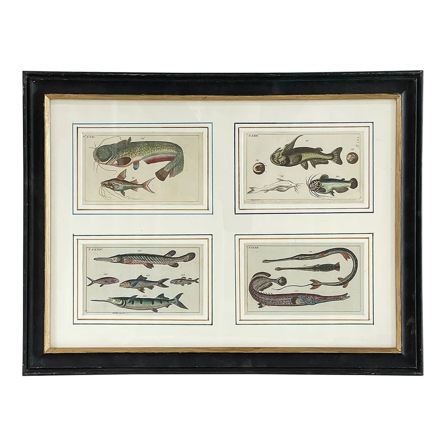 18th Century German Fish Hand-Colored Engravings