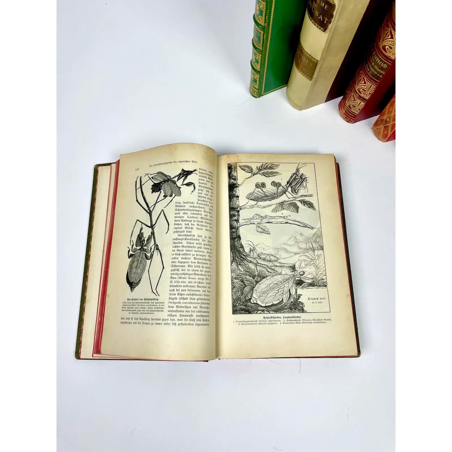 Antique German Leather Decorative Books- a Set of 8