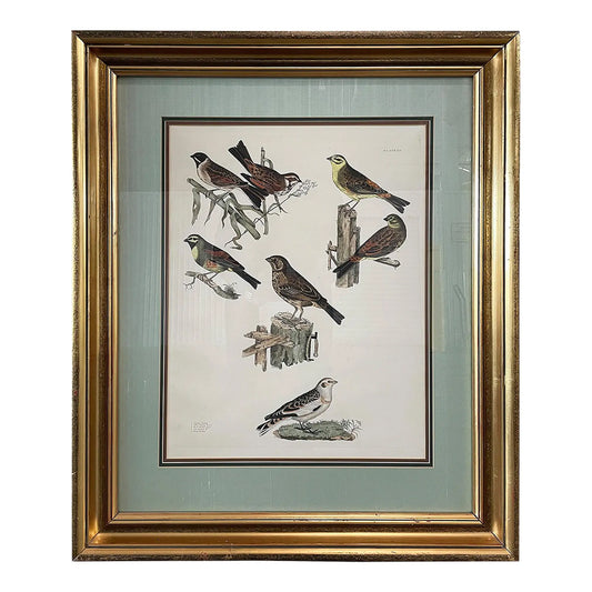 19th Century Antique English Hand Colored Bunting Bird Engraving