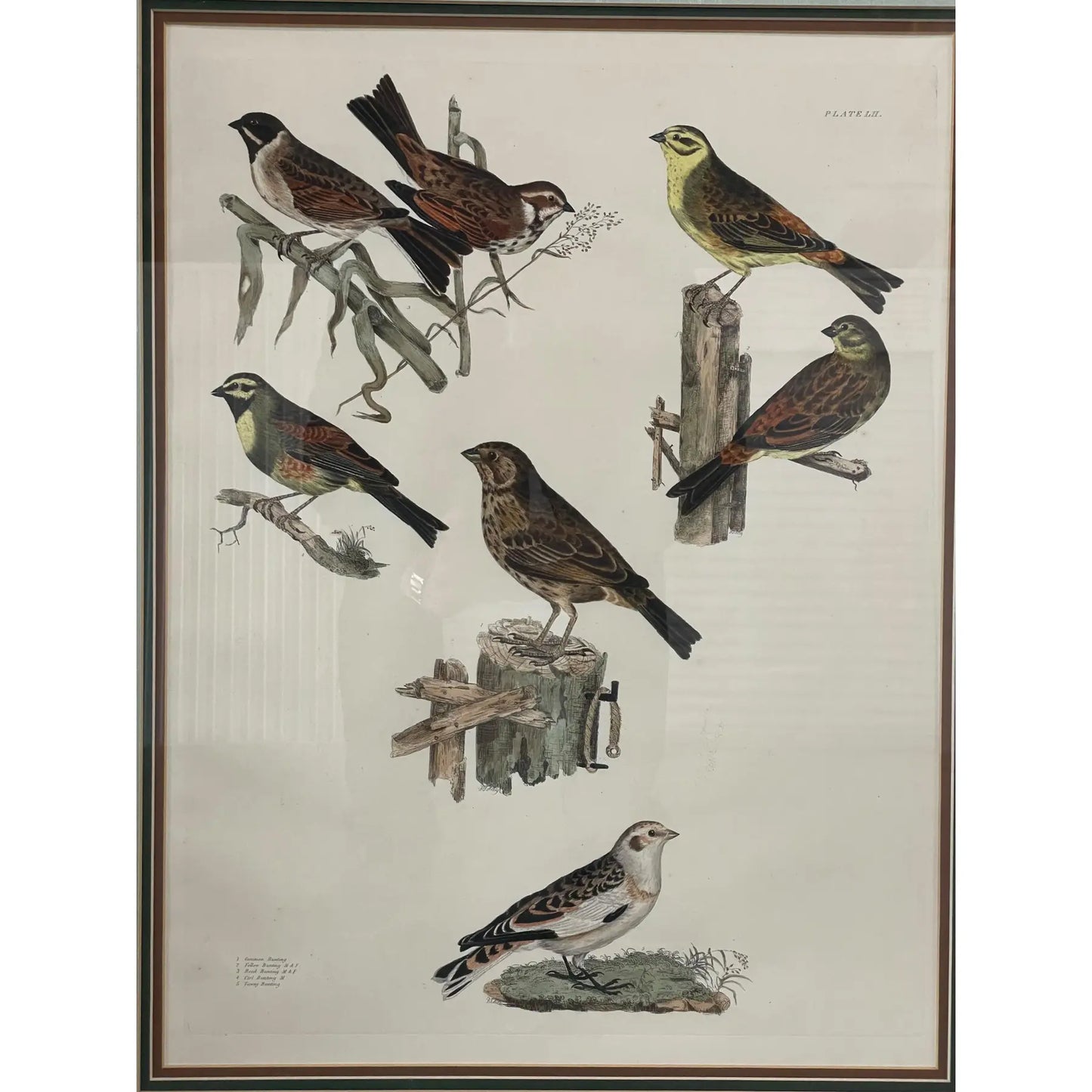 19th Century Antique English Hand Colored Bunting Bird Engraving