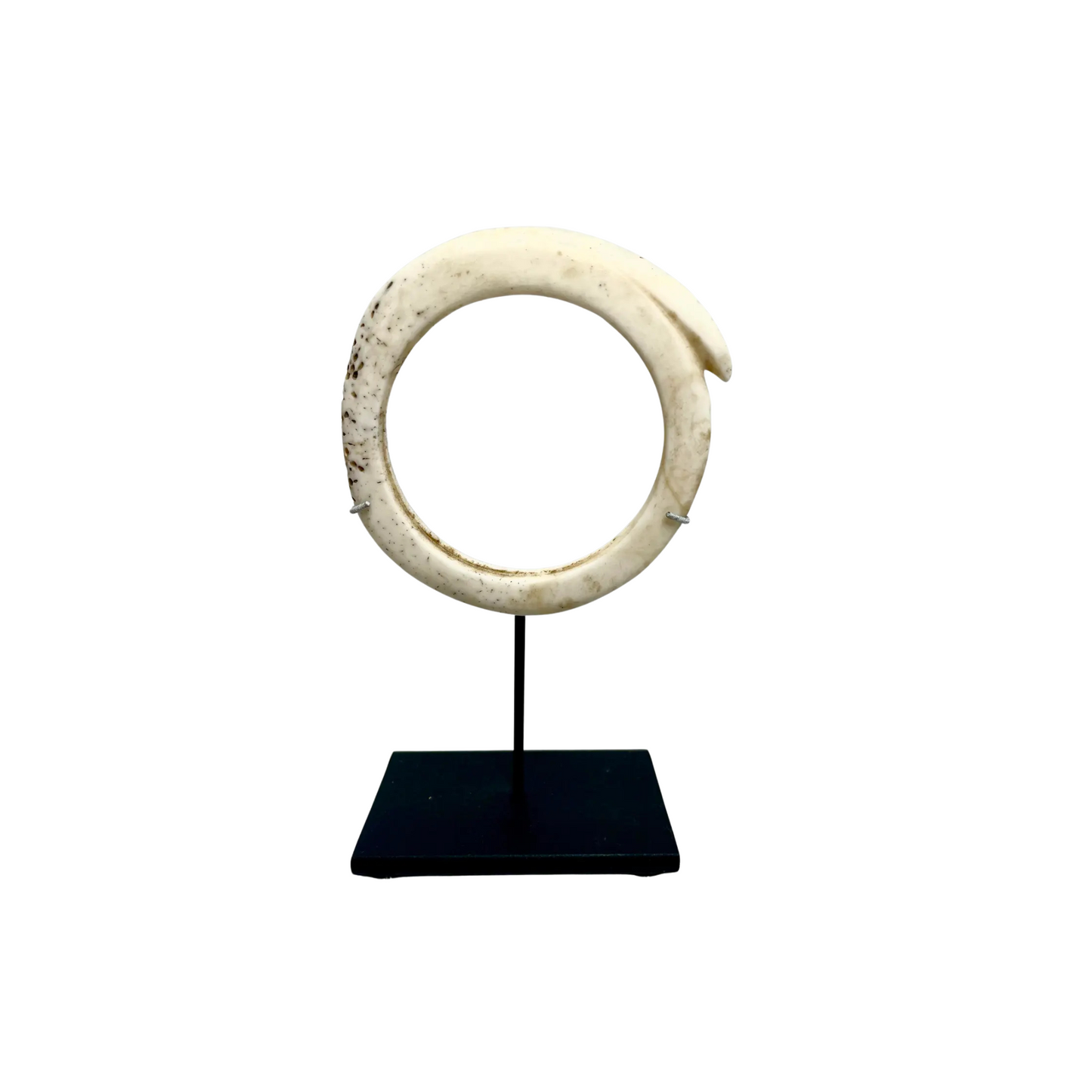 Antique Mounted New Guinea Abelam Currency Shell Rings
