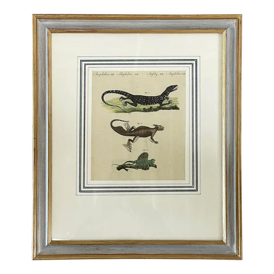 18th Century German Hand Colored Engraving of Lizards