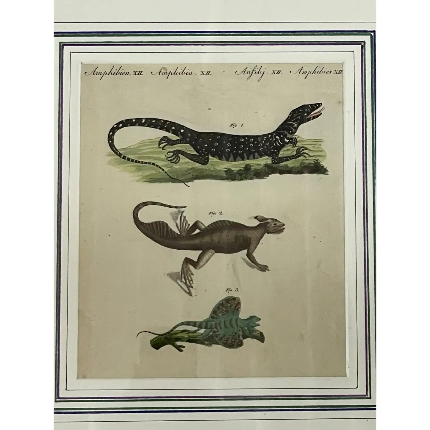 18th Century German Hand Colored Engraving of Lizards